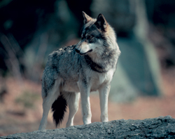 Wolf