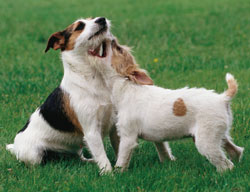 Jack Russel Terrier 