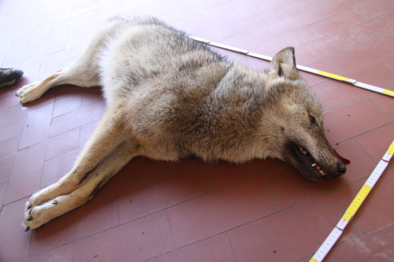 Zwei Wölfe bei Verkehrsunfällen auf der Autobahn A10 getötet